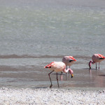 20140913_105555_071_Salar_de_Uyuni_IMG_3594