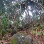 20141022_131658_110_Kauai_115_Kalalau_Trail_DSCN4372