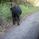 20141027_171654_120_Maui_123_Road_to_Hana_IMG_6372