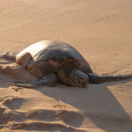 Laniakea_Beach_Oahu