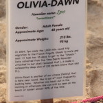 Olivia Dawn Laniakea Beach