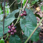 Kaffeepflanze_rot