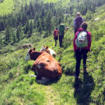 TP_Geigensee_Aufstieg_Fenstersteig_Kuehe