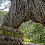 tp_fig-tree-arch-mr-ahorn-rem