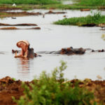 tp_hippo-mouth-lake-manyara-bdu-rem