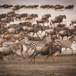 tp_seregenti-safari-ben-u-gab-by