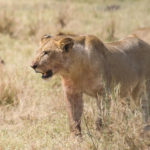 tp_serengeti-female-lion-chris-parker