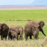 tp_tarangire-np-elephant-family-chris-parker-noder