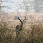 TP_Afrika_Kenia_Safari_Impala