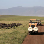 TP_Afrika_Tansania_Safari_Autos_Bueffelherde