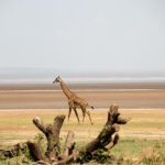 TP_Afrika_Tansania_Safari_LakeManyara_Giraffe