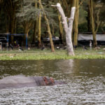 TP_Kenia_Lake_Naivasha_IMG_7357