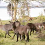 TP_Kenia_Lake_Naivasha_Wasserbock_IMG_7383