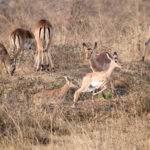 TP_Kenia_Lake_Nakuru_Antilopen_IMG_7016