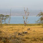 TP_Kenia_Lake_Nakuru_Bueffel_Seeufer_IMG_7059