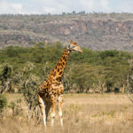 TP_Kenia_Lake_Nakuru_Giraffe_IMG_7199