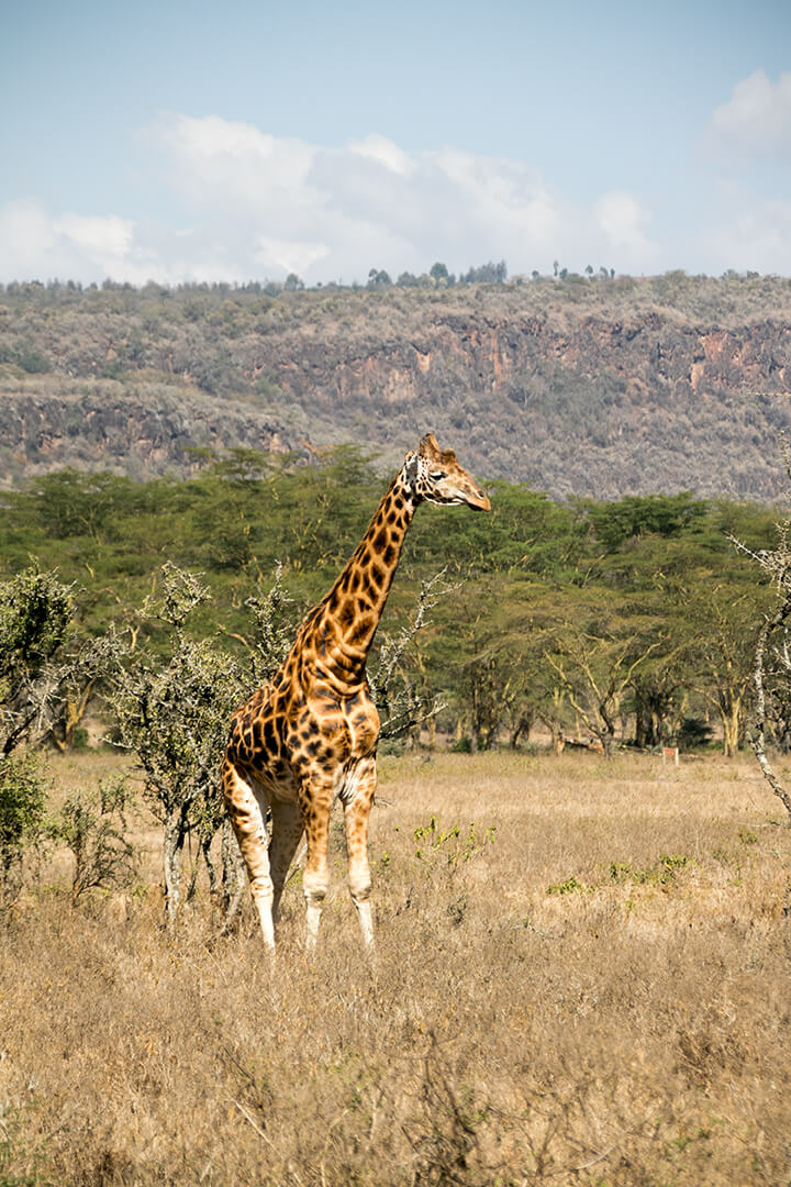 Safari in Kenia mit Toyota Allrad-Van
