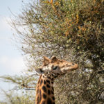 TP_Kenia_Lake_Nakuru_Giraffe_IMG_7213