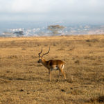 TP_Kenia_Lake_Nakuru_Impala_IMG_7021