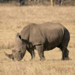 TP_Kenia_Lake_Nakuru_Nashorn_IMG_7109