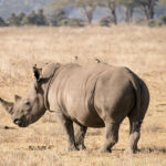 TP_Kenia_Lake_Nakuru_Nashorn_mit_Vogel_IMG_7120