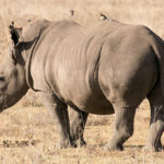 TP_Kenia_Lake_Nakuru_Nashorn_mit_Vogel_IMG_7120_1018x460