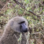 TP_Kenia_Lake_Nakuru_Pavian_IMG_7033