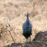 TP_Kenia_Lake_Nakuru_Perlhuhn_IMG_7003