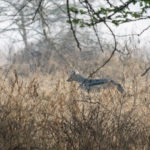 TP_Kenia_Lake_Nakuru_Schakal_IMG_7005