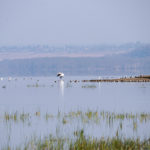 TP_Kenia_Lake_Nakuru_Seeufer_IMG_7165