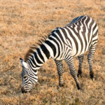 TP_Kenia_Lake_Nakuru_Zebra_IMG_6967