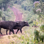 Büffelpaar im Aberdare Nationalpark in Kenia