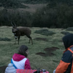 Buschbock nah am Campingplatz