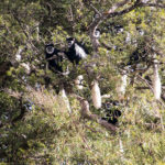 TP_Kenia_Safari_Aberdare_Colobus_Affen_IMG_6777