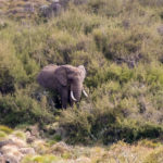 TP_Kenia_Safari_Aberdare_Elefant_IMG_6685