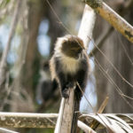 TP_Kenia_Safari_Aberdare_Meerkatze_Baby_IMG_6627