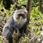 Weißkehlmeerkatze im Aberdare Nationalpark in Kenia