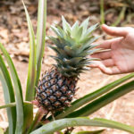 TP_Sansibar_Spice_Farm_Ananas_IMG_9014