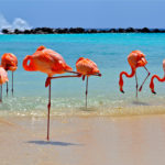 Flamingoes-on-the-Beach—Copia