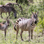 TP_Afrika_Tansania_Ngorongoro_small_IMG-7621