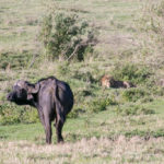 TP_Afrika_Tansania_Ngorongoro_small_IMG-7911