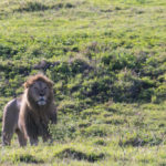 TP_Afrika_Tansania_Ngorongoro_small_IMG-7919