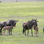 TP_Afrika_Tansania_Ngorongoro_small_IMG-8111