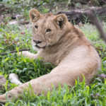 TP_Afrika_Tansania_Ngorongoro_small_IMG-8250