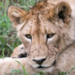 TP_Afrika_Tansania_Ngorongoro_small_IMG-8283_1018x460