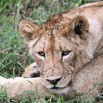 TP_Afrika_Tansania_Ngorongoro_small_IMG-8283_1067x600