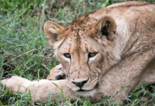 Ngorongoro Krater in Tansania: Safari im größten „Zoo“ der Welt Löwe im Ngorongoro Krater