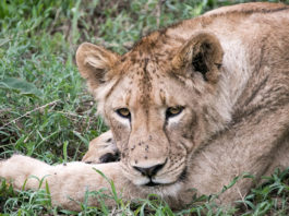 Ngorongoro Krater in Tansania: Safari im größten „Zoo“ der Welt Löwe im Ngorongoro Krater