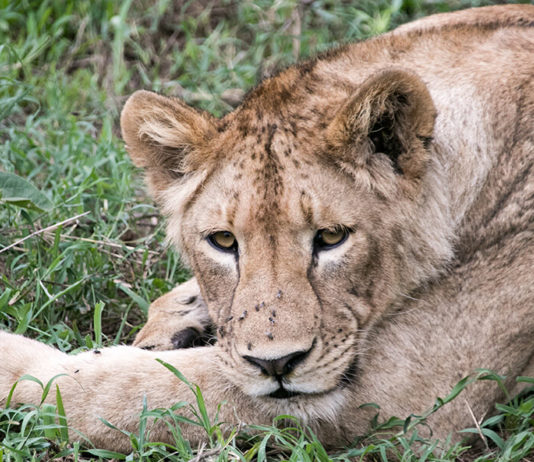 Ngorongoro Krater in Tansania: Safari im größten „Zoo“ der Welt Löwe im Ngorongoro Krater