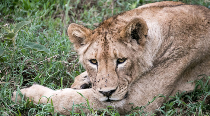 Ngorongoro Krater in Tansania: Safari im größten „Zoo“ der Welt Löwe im Ngorongoro Krater